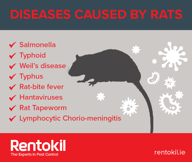 Diseases caused by rats – Salmonella, Typhoid, Weil's disease, etc.