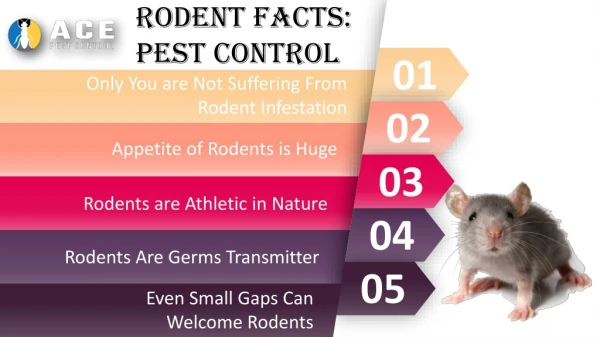 Rodent Facts – Urban Pest Solutions